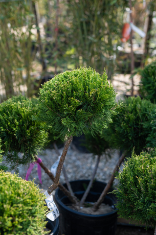 Ienupăr (Juniperus × media 'Mint Julep') 80-100 cm Bonsai [2]