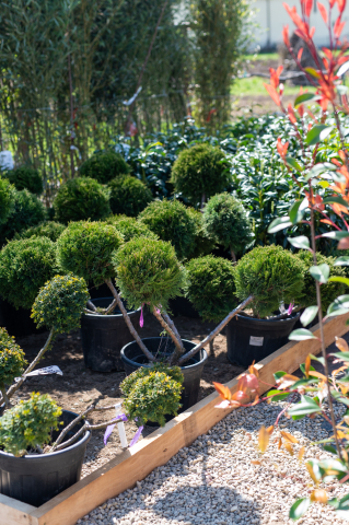 Toate produsele - Ienupăr (Juniperus × media 'Mint Julep') 80-100 cm Bonsai