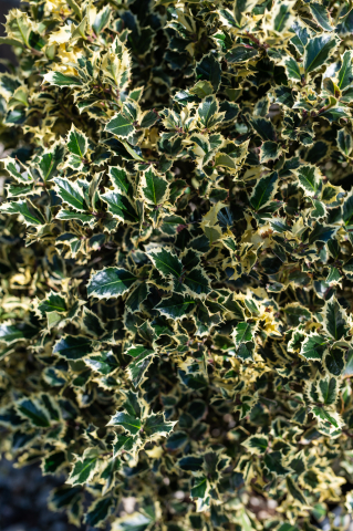 Ilex (Ilex aquifolium 'Variegata Aurea') 80-100 cm Pyramide [1]