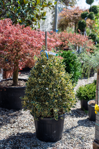 Toate produsele - Ilex (Ilex aquifolium 'Variegata Aurea') 80-100 cm Pyramide