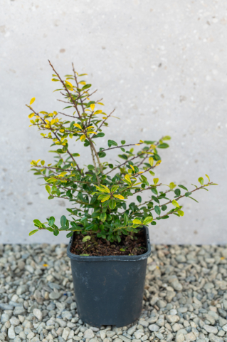 Arbuști ornamentali - Ilex (Ilex crenata 'Golden Gem') K2 20-25 cm