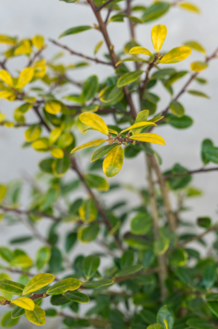 Ilex (Ilex crenata 'Golden Gem') K2 20-25 cm [2]