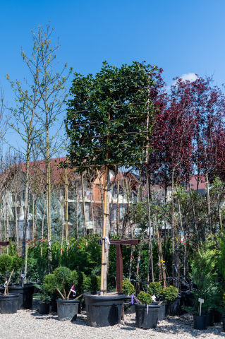 Toate produsele - Ilex (Ilex 'Nellie Stevens') C110L 20-25 cm Spalliera