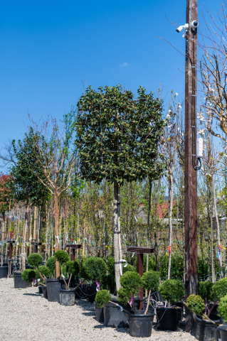 Toate produsele - Ilex (Ilex 'Nellie Stevens') Cubo