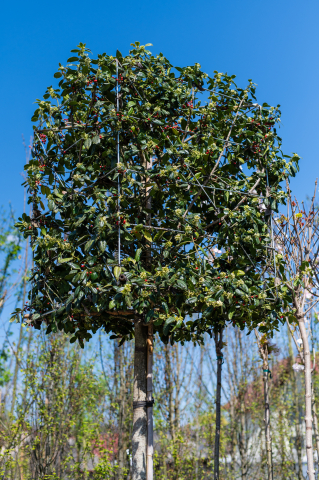 Ilex (Ilex 'Nellie Stevens') Cubo [1]