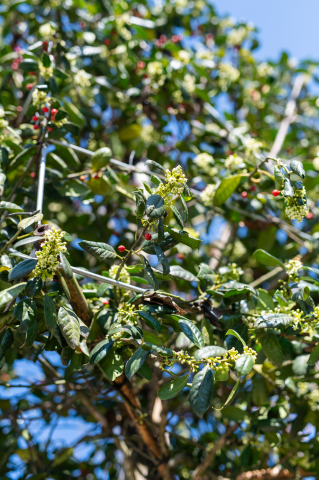 Ilex (Ilex 'Nellie Stevens') Cubo [2]
