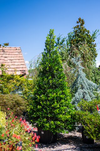 Ilex (Ilex 'Nellie Stevens') Pyramide [0]