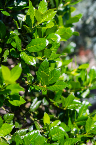 Ilex (Ilex 'Nellie Stevens') Pyramide [1]