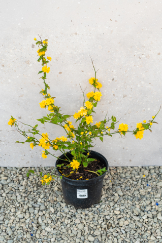 Arbuști ornamentali - Kerria japoneză (Kerria japonica 'Pleniflora') CS19 30-40 cm