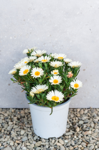 Arbuști ornamentali - Lampranthus (Mesembryanthemum Lampranthus) K3