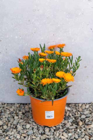 Lampranthus (Mesembryanthemum Lampranthus) K3 [2]