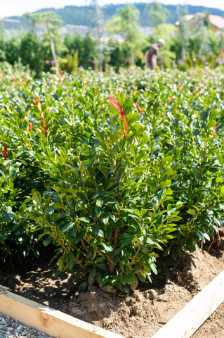 Toate produsele - Laur-cireș (Prunus laurocerasus 'Mano') 80-100 cm
