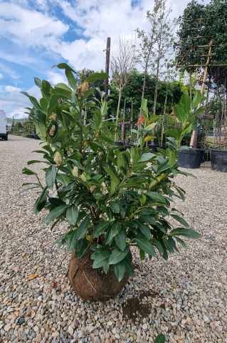 Laur-cireș (Prunus laurocerasus 'Obelisk') 125-150 cm [3]