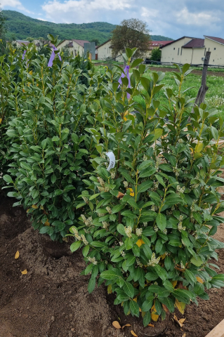 Toate produsele - Laur-cireș (Prunus laurocerasus 'Obelisk') 125-150 cm