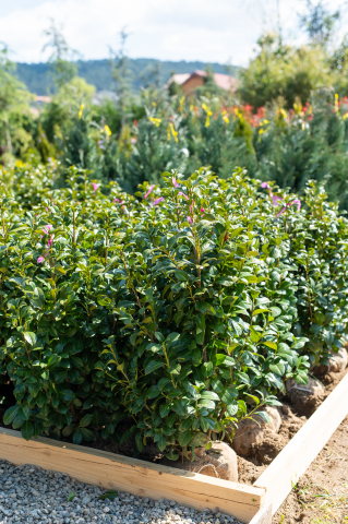 Toate produsele - Laur englezesc (Prunus laurocerasus) 80+ cm
