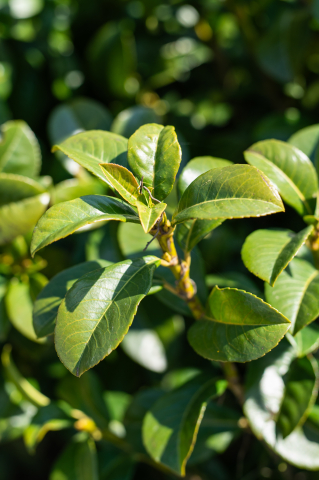 Laur englezesc (Prunus laurocerasus) 80+ cm [1]