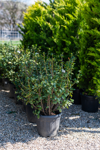 Gard viu - Laur englezesc (Prunus laurocerasus 'Anny') 100-125 cm
