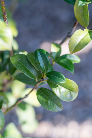 Laur englezesc (Prunus laurocerasus 'Anny') 100-125 cm [2]