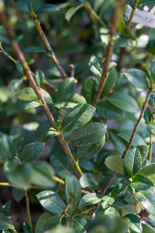 Laur englezesc (Prunus laurocerasus 'Anny') 100-125 cm [1]