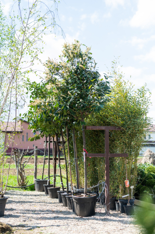 Toate produsele - Laur (Prunus laurocerasus 'Novita') C35L 170-180 cm Fusto
