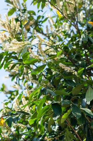 Laur (Prunus laurocerasus 'Novita') C35L 170-180 cm Fusto [1]