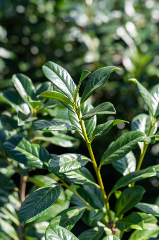 Laur (Prunus laurocerasus 'Novita') C5L 100+ cm [2]