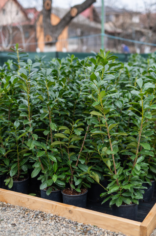 Toate produsele - Laur (Prunus laurocerasus 'Novita') C5L 100+ cm