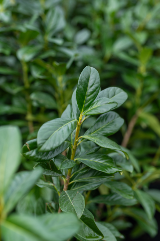 Laur (Prunus laurocerasus 'Novita') C5L 100+ cm [1]