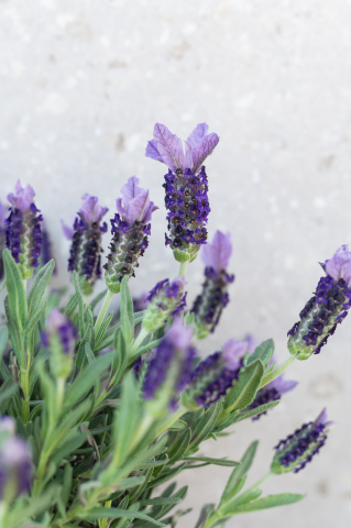 Lavandă franțuzească (Lavandula stoechas) K1,5 [1]