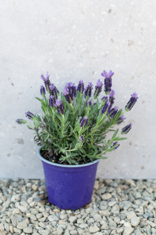 Arbuști ornamentali - Lavandă franțuzească (Lavandula stoechas) K1,5
