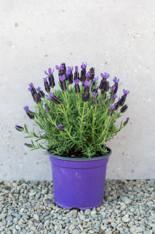 Arbuști ornamentali - Lavandă franțuzească (Lavandula stoechas) K3