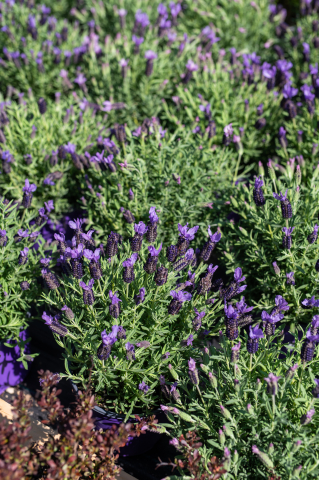 Lavandă franțuzească (Lavandula stoechas) K3 [1]