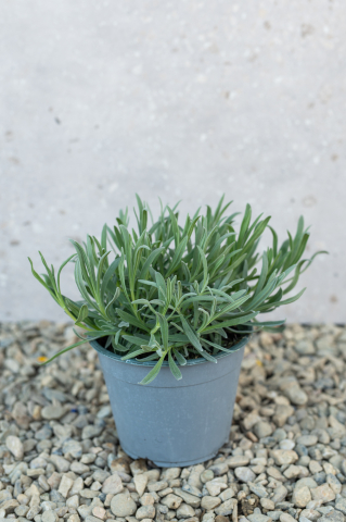 Lavandă (Lavandula angustifolia) C3L [0]
