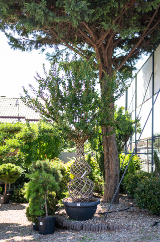 Catalog plante premium - Liliac indian (Lagerstroemia indica) Bottiglia