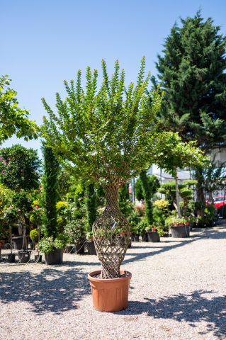 Catalog plante premium - Liliac indian (Lagerstroemia indica) Bottiglia