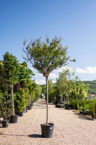 Catalog plante premium - Liliac indian (Lagerstroemia indica) C90L 18-20 cm