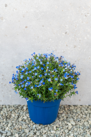 Toate produsele - Lithodora (Lithodora diffusa 'Heavenly Blue') K3