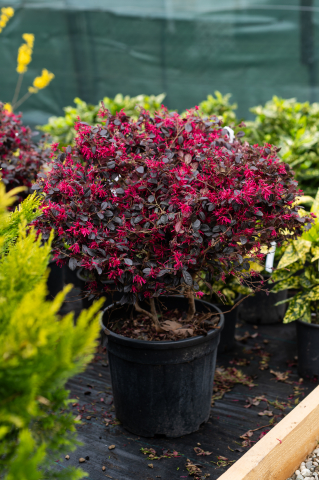 Toate produsele - Loropetalum (Loropetalum) Palla Glob