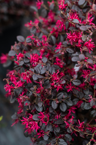 Loropetalum (Loropetalum) Palla Glob [2]