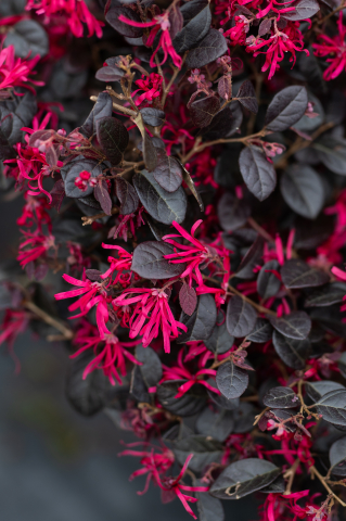 Loropetalum (Loropetalum) Palla Glob [3]