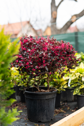 Loropetalum (Loropetalum) Palla Glob [1]