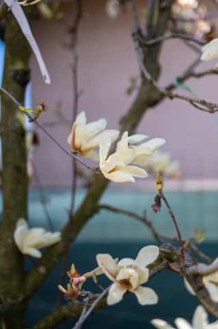 Magnolie (Magnolia alba) [2]