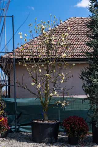 Toate produsele - Magnolie (Magnolia alba)