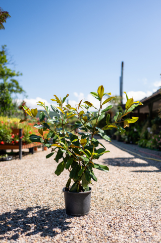 Catalog plante premium - Magnolie (Magnolia grandiflora 'Gallissoniensis') C10L
