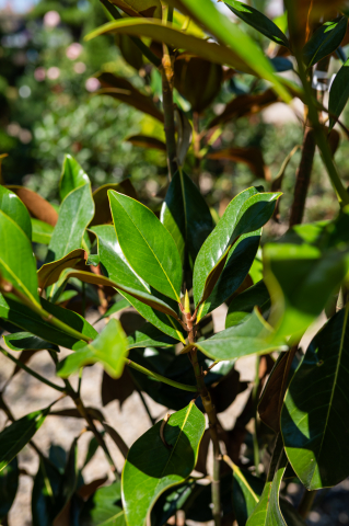 Magnolie (Magnolia grandiflora 'Gallissoniensis') C45L 125-150 cm [2]