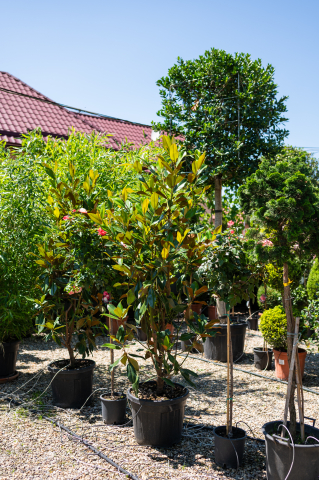 Catalog plante premium - Magnolie (Magnolia grandiflora 'Gallissoniensis') C45L 125-150 cm