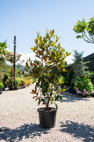 Magnolie (Magnolia grandiflora 'Gallissoniensis') C45L 125-150 cm [1]