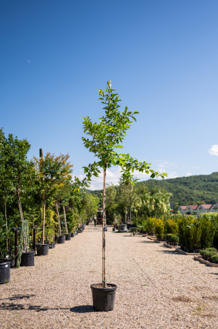 Catalog plante premium - Magnolie (Magnolia × soulangeana) 08-10 cm