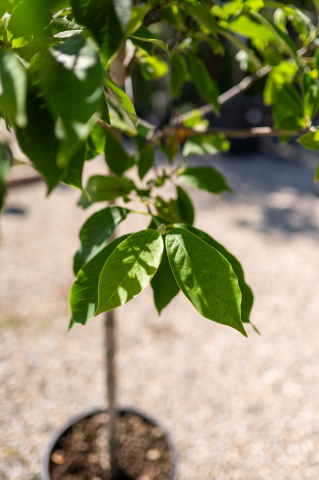 Magnolie (Magnolia × soulangeana) C25L T1/2 Fusto [2]