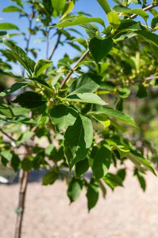 Magnolie (Magnolia × soulangeana) C25L T1/2 Fusto [1]